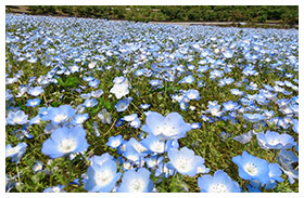 ぎふワールド・ローズガーデン