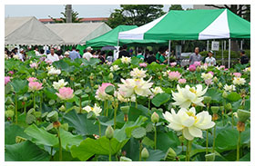 羽島市大賀ハスの管理維持