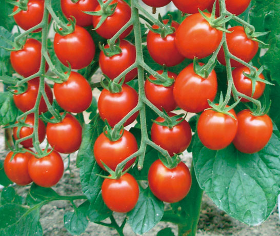 苗 時期 トマト トマト 植え付け時期は？