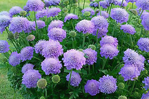 見ているだけで涼しくなる 夏の庭を彩る青い花6つ グリーンワークス 大垣市の造園会社