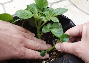春ジャガイモの元肥と芽かきについて教えてください グリーンワークス 大垣市の造園会社