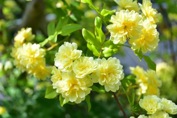 黄色い鈴なりの花が美しいモッコウバラ 花が終わった後の剪定と株の増やし方について グリーンワークス 大垣市の造園会社