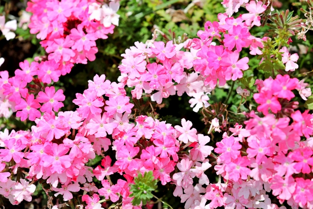 何を植えたらいい 春から夏の寄せ植えにおすすめの花5つ グリーンワークス 大垣市の造園会社