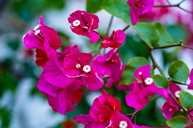 ピンクや白など花色豊富な夏を代表する花 ブーゲンビリアの育て方のポイント4つ グリーンワークス 大垣市の造園会社