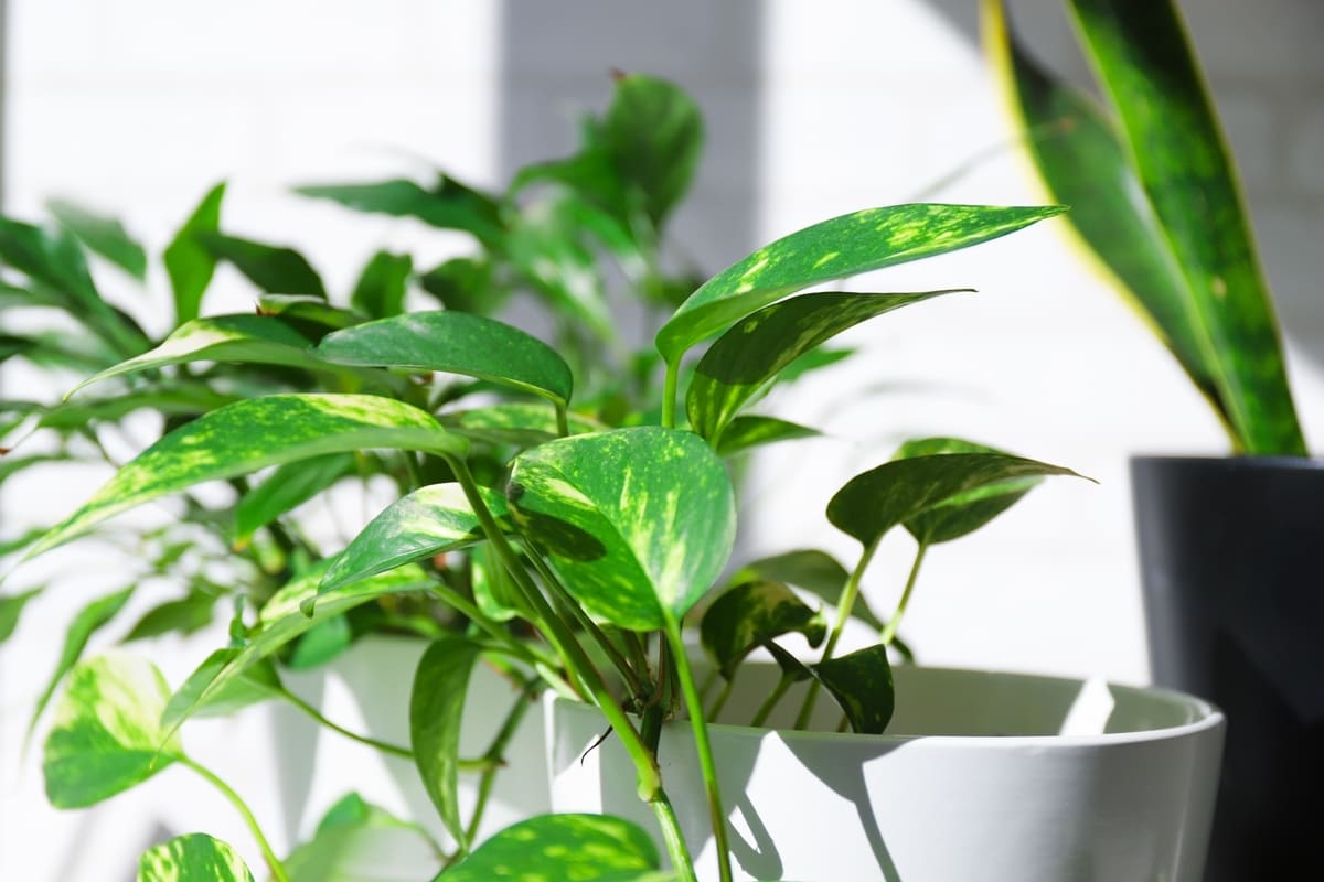 観葉植物
