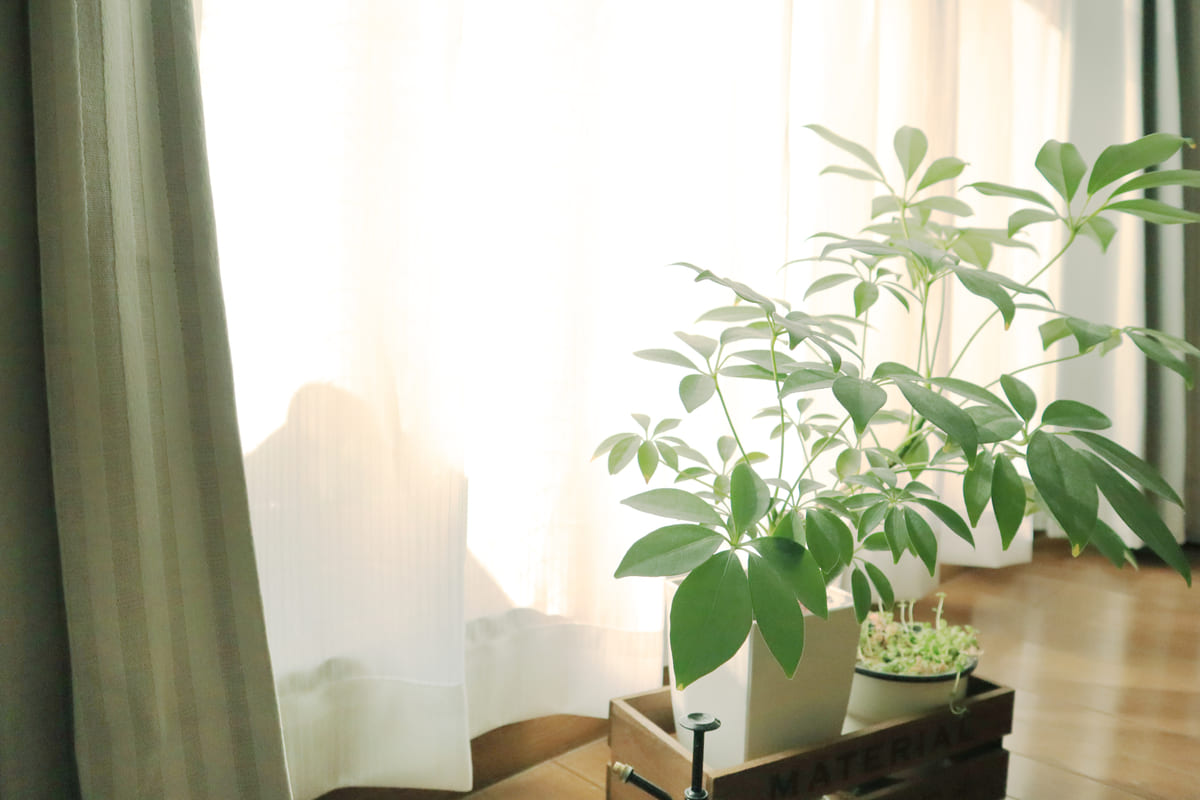 観葉植物