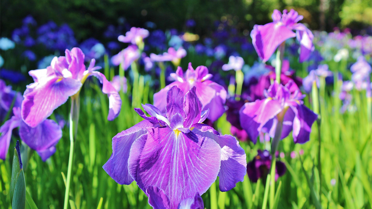 花ショウブ