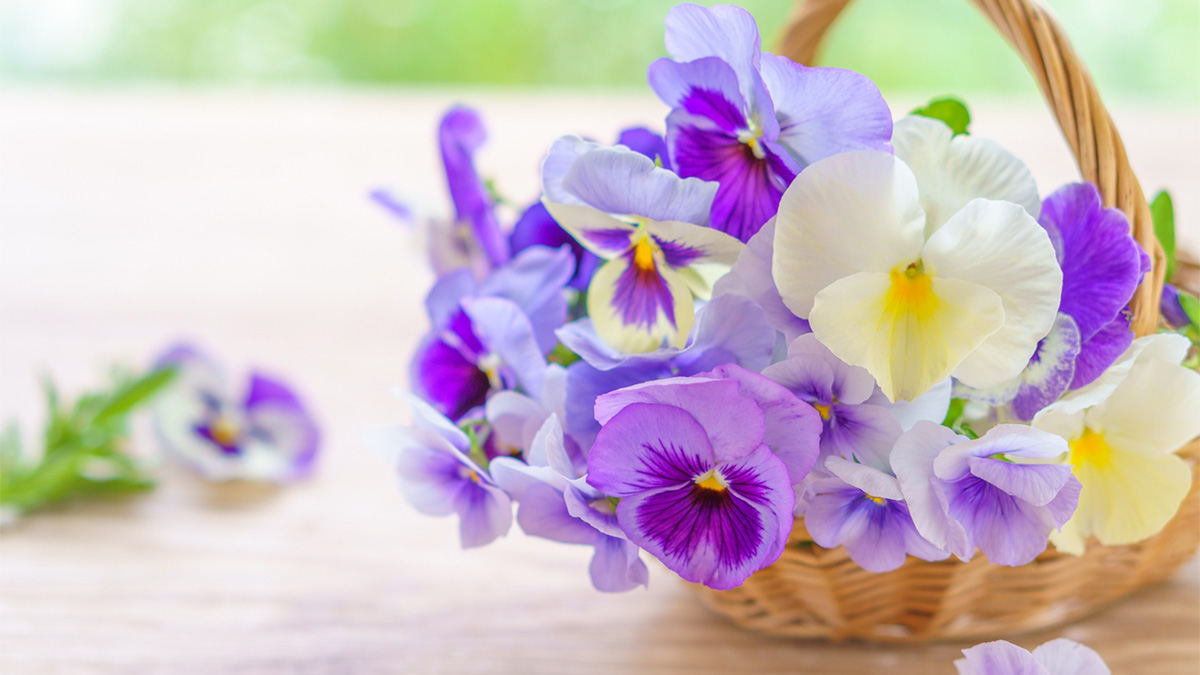 ビオラの花