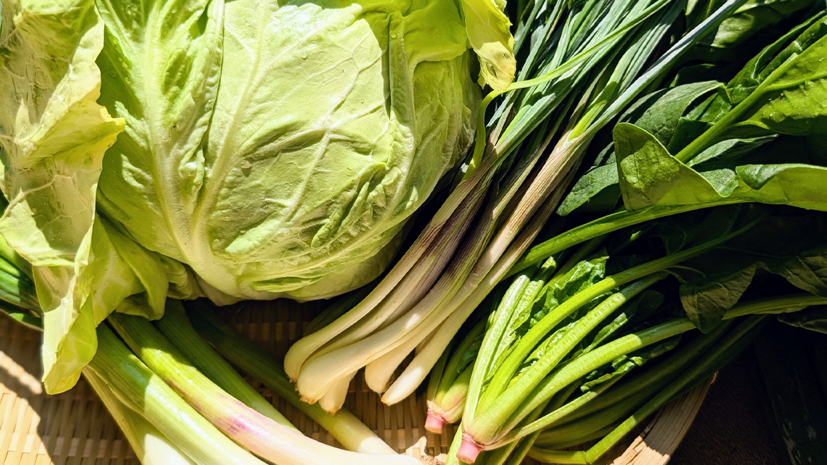 冬野菜