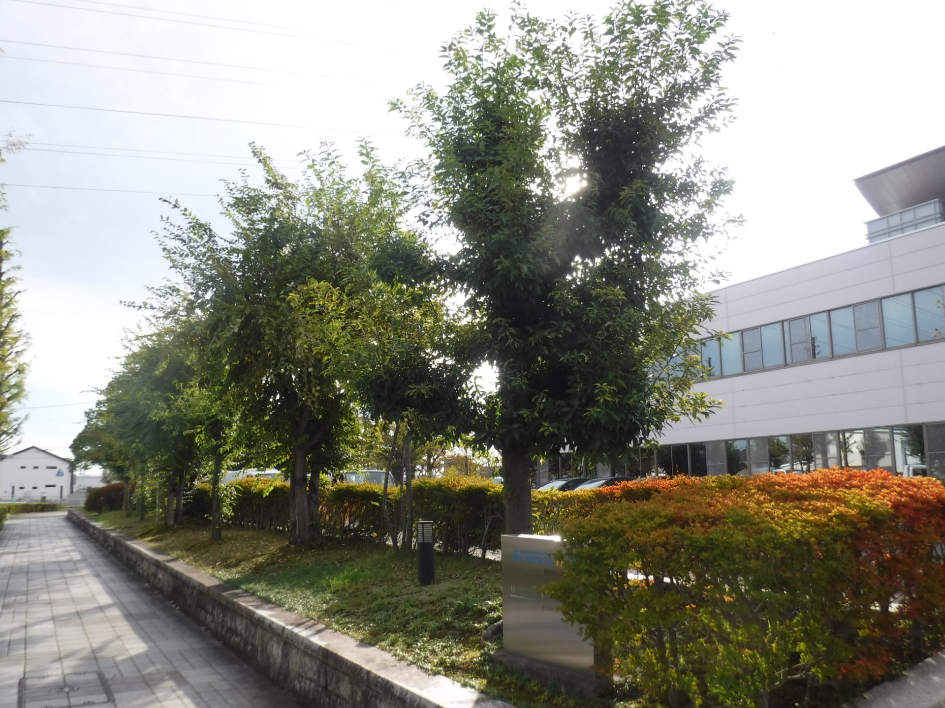 企業様の剪定工事施工前