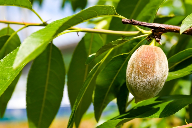 家庭菜園でも育てられる！？ アーモンドの育て方と注意点。 | グリーン
