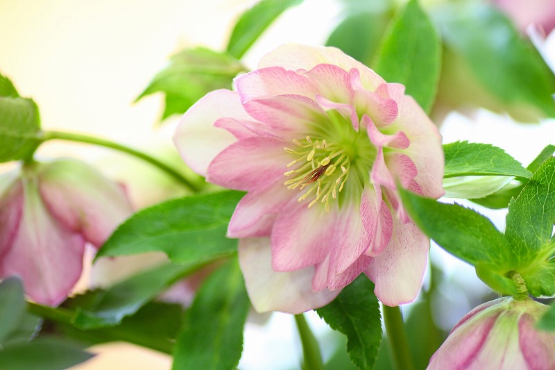 クリスマスローズを鮮やかに咲かせたい？その育て方と種の取り方を知っ