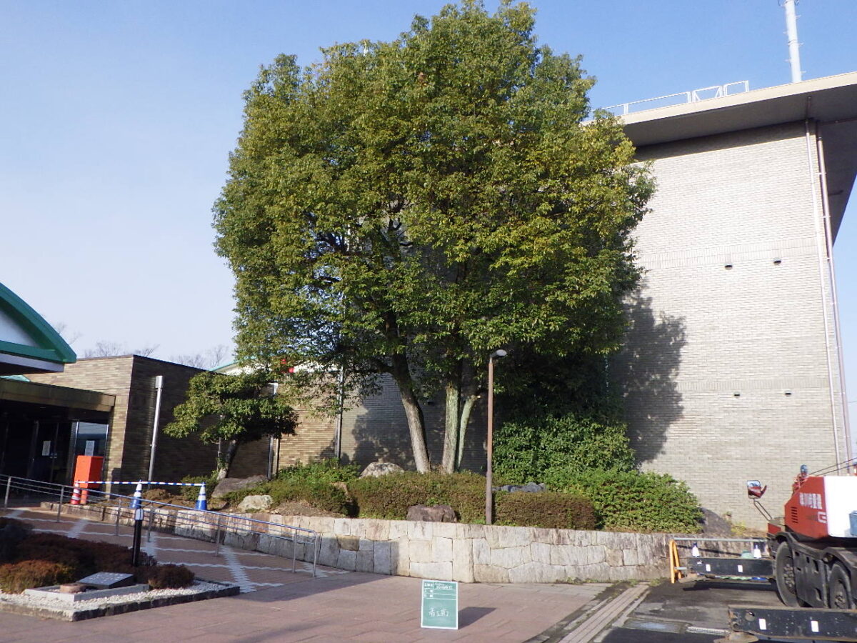 安八庁舎伐採工事施工前