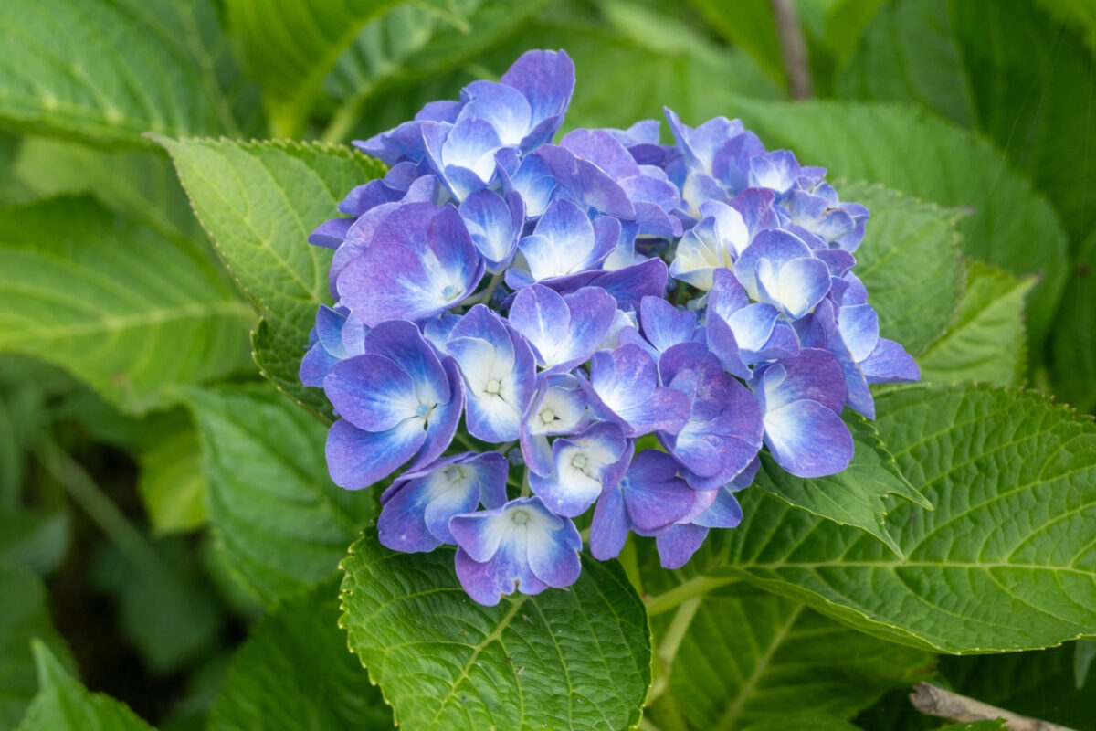 ハイドランジア