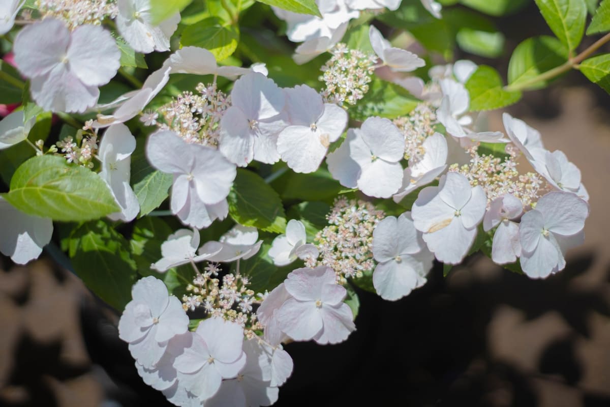 ラグランジアブライダルシャワー