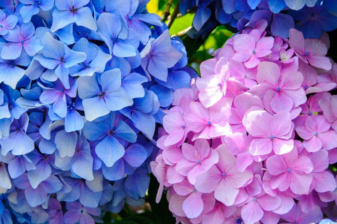 紫陽花の管理方法ガイド!毎年見事に咲かせる!肥料・剪定・冬越しのポイント