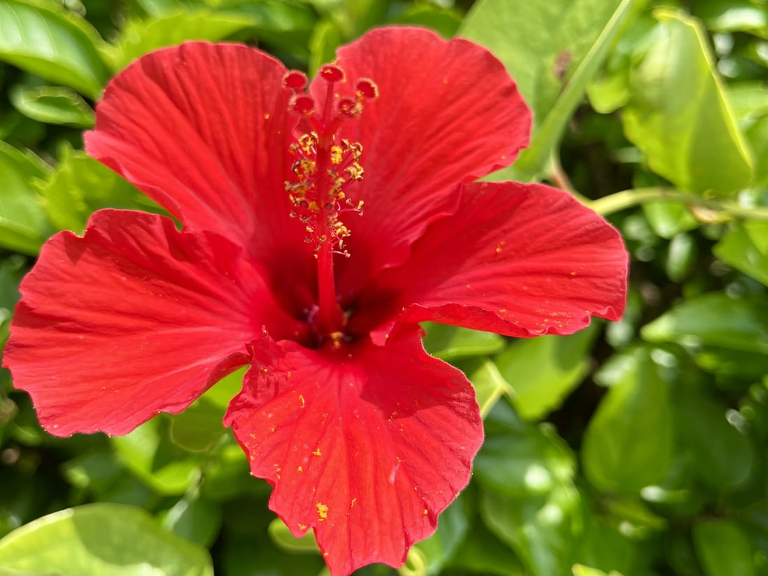 ハイビスカスの育て方【完全版】|美しい花を咲かせ、冬越し成功させるための秘訣