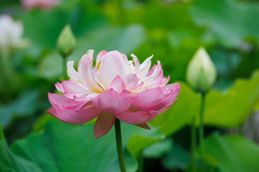 花ハスの肥料のやり方完全ガイド!美しい花を咲かせ開花を促す施肥のコツ