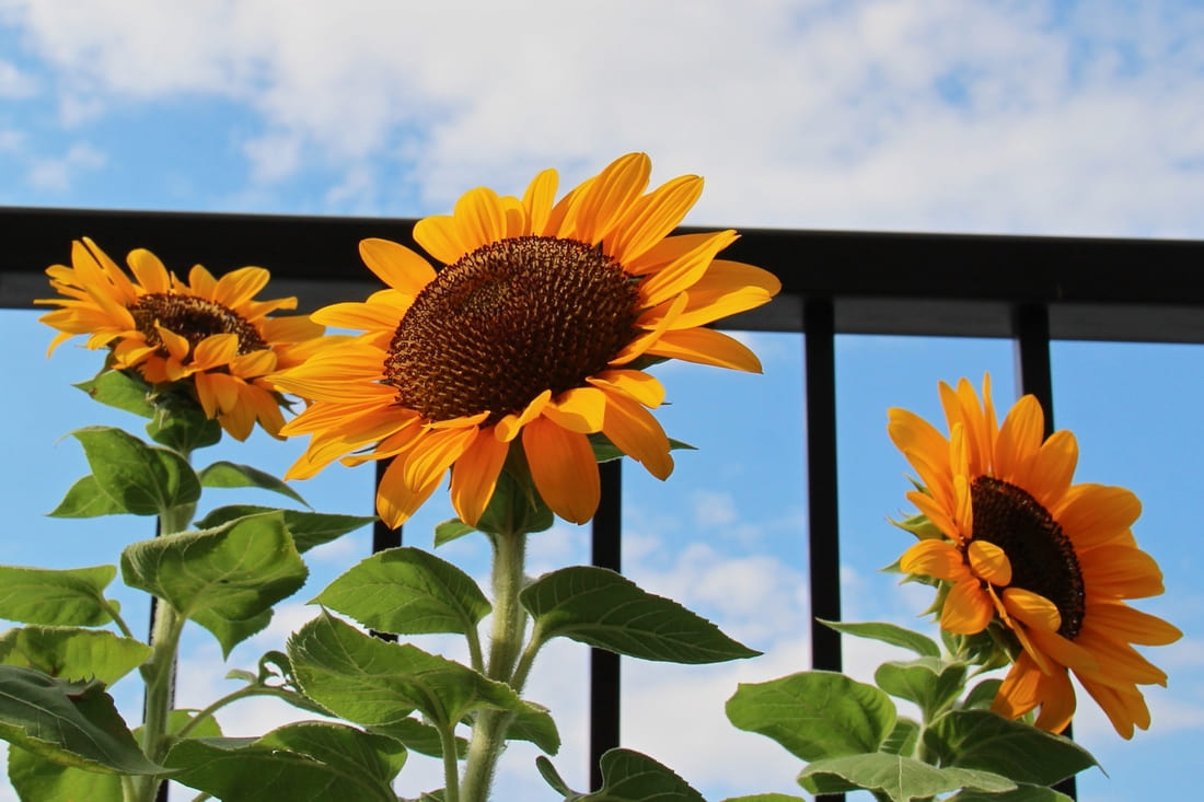 咲き誇る夏の主役！ひまわりの育て方｜種まきから満開までの完全ガイド