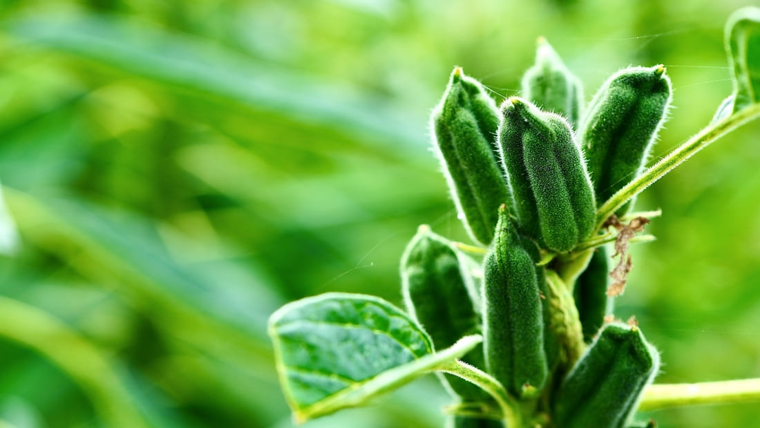 【初心者向け】オクラの育て方完全ガイド|ベランダ菜園でも失敗しない栽培のコツ