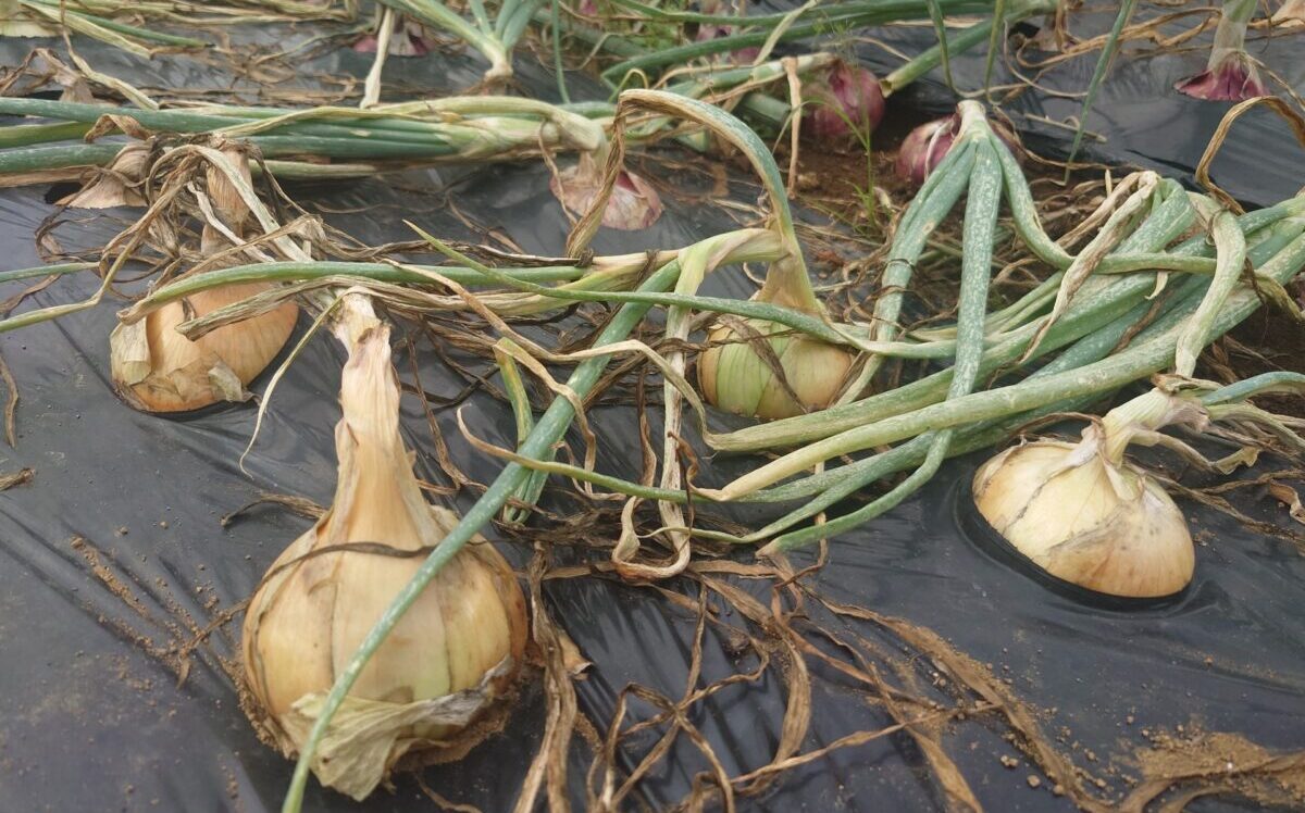 晩生玉ねぎの収穫時期は?最適なタイミングの見極め方と長期保存の裏技