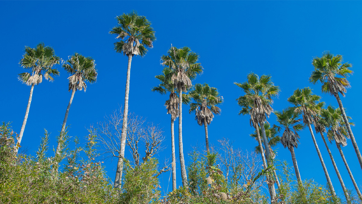 ワシントンヤシ