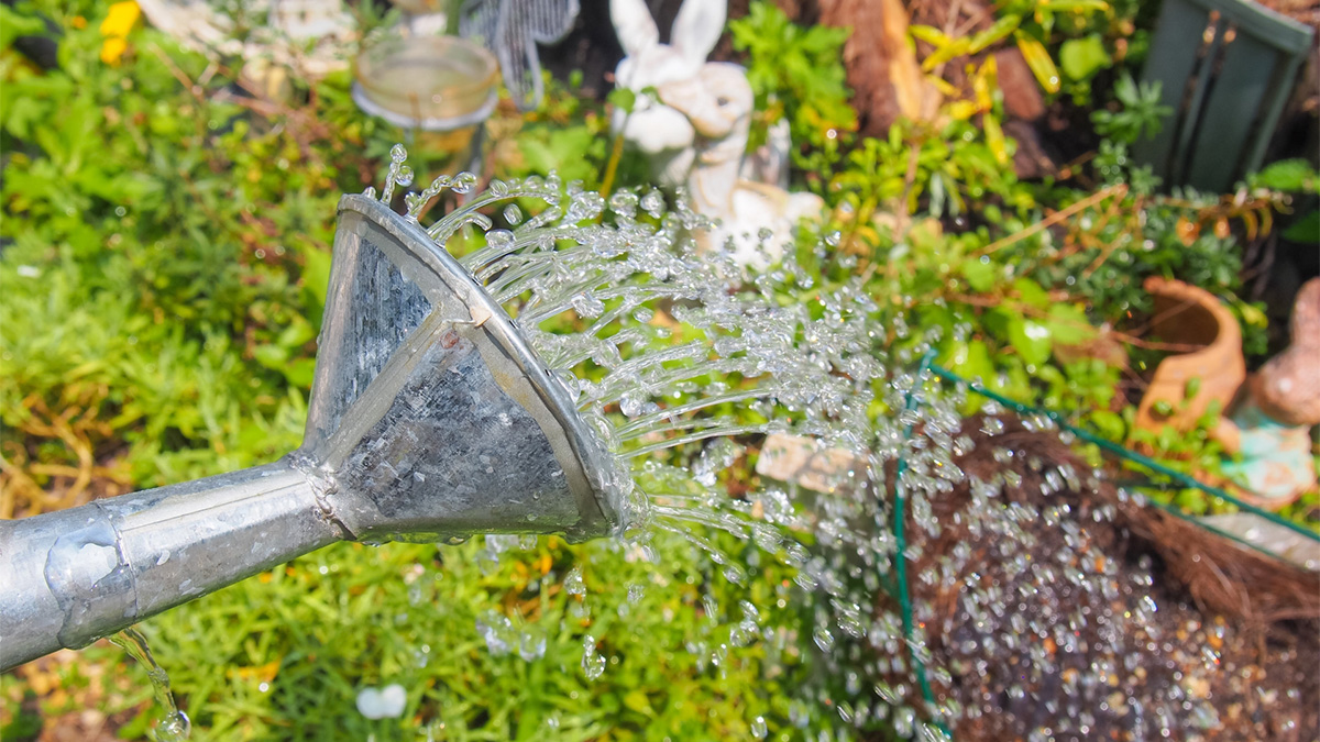 晴れの日の水やり