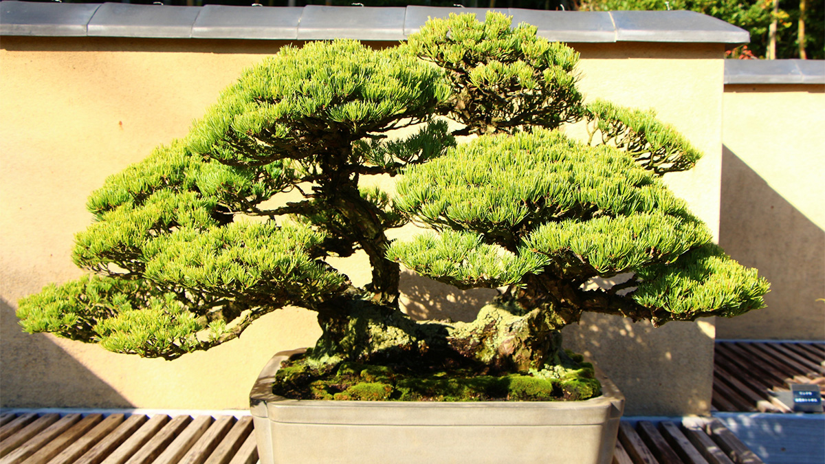 鉢に植えられた盆栽