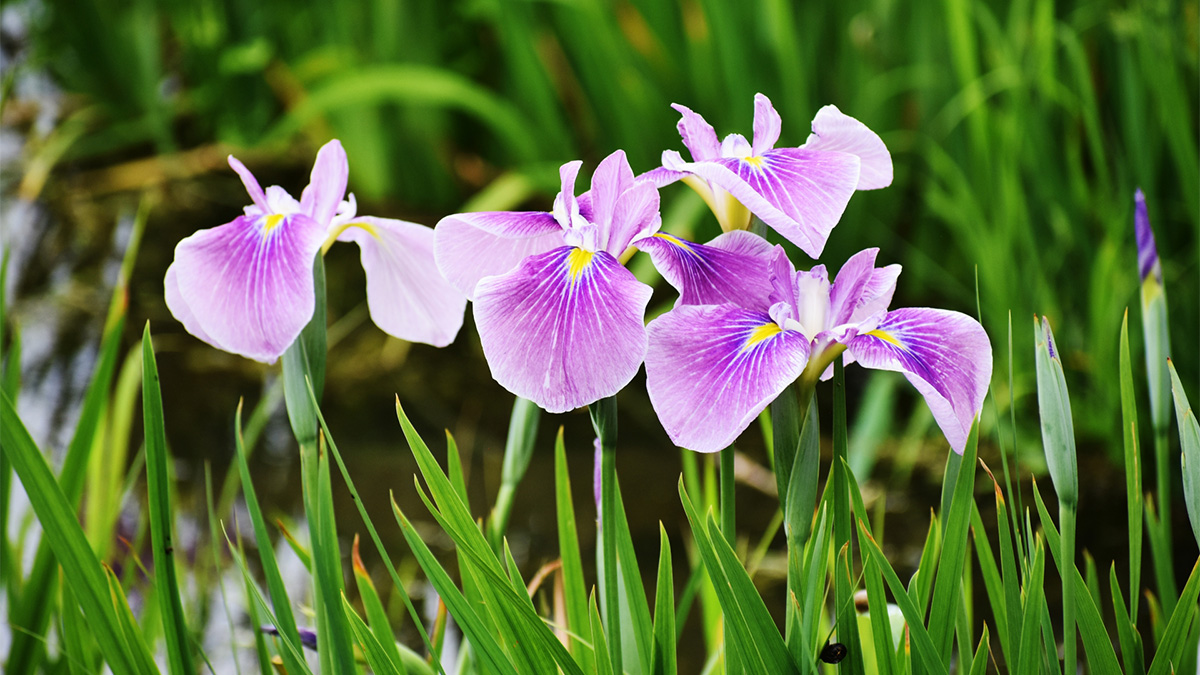 花ショウブの肥料