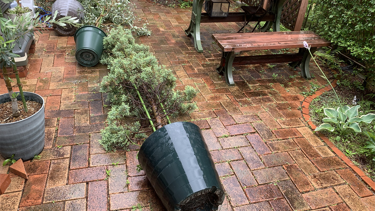 倒れる植木鉢