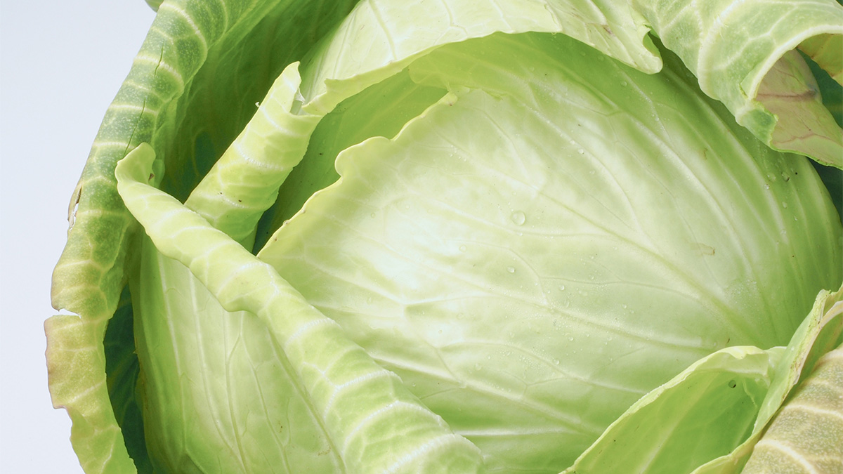 キャベツの種まき時期