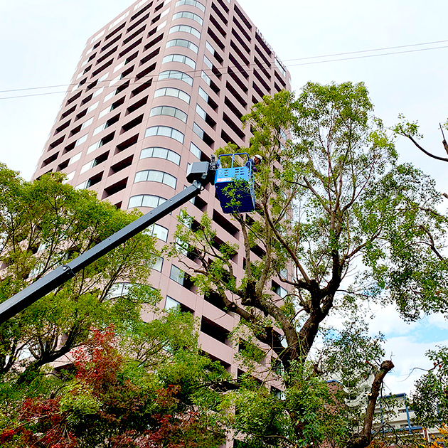 街路樹（維持管理）