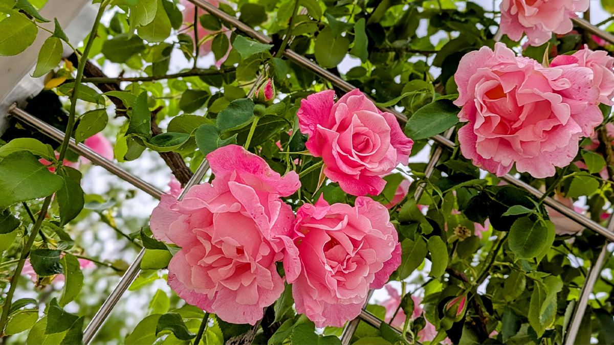 つるバラの剪定・誘引