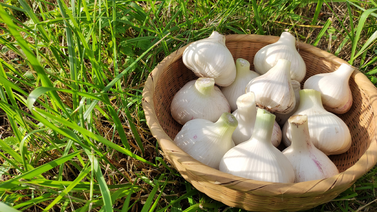 にんにくを植える時期