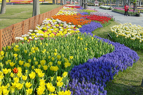 海津市の国営木曽三川公園チューリップまつり