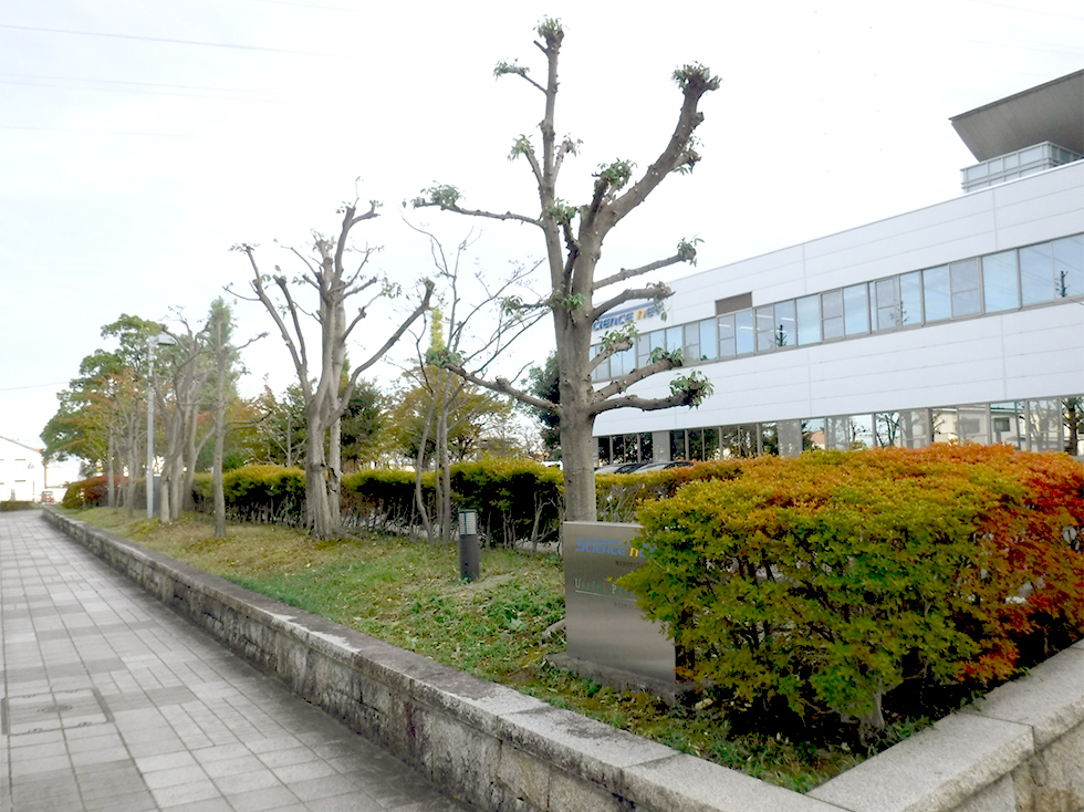 企業様の剪定工事施工後