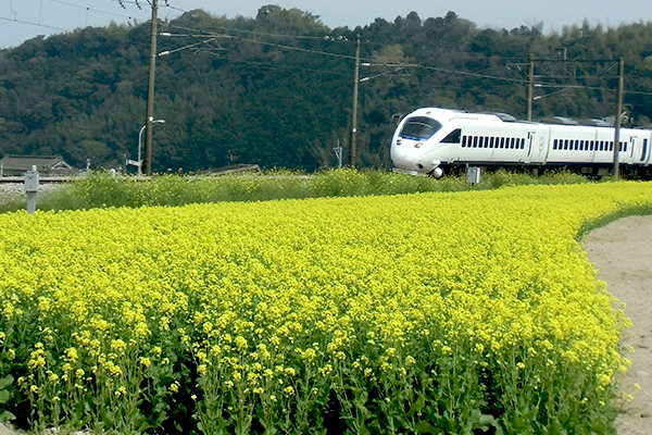 ワイルドフラワー