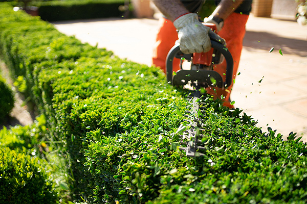 植木の剪定、伐採