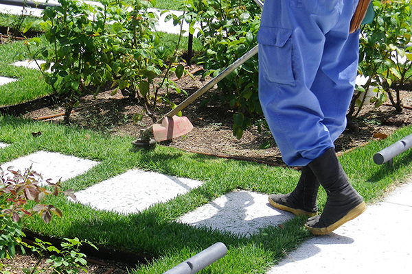 芝生の手入れ（刈込・管理）
