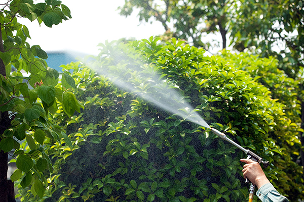 庭木の消毒・施肥