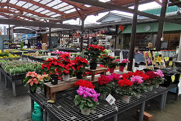 花苗売り場