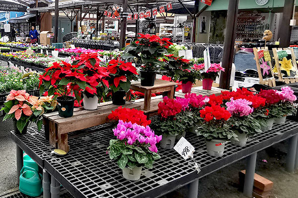 農芸屋 花苗売り場