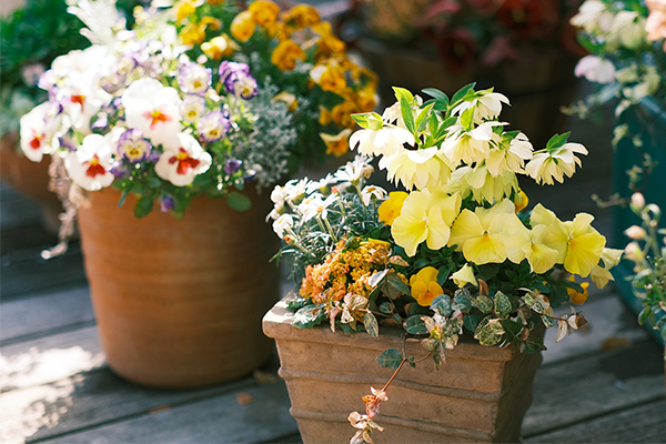 農芸屋 寄せ植え教室