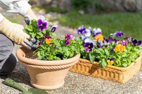 寄せ植え教室の生徒の手元