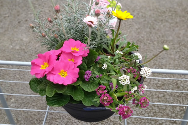 春の寄せ植え教室