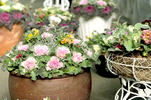 ハボタンの寄せ植え教室