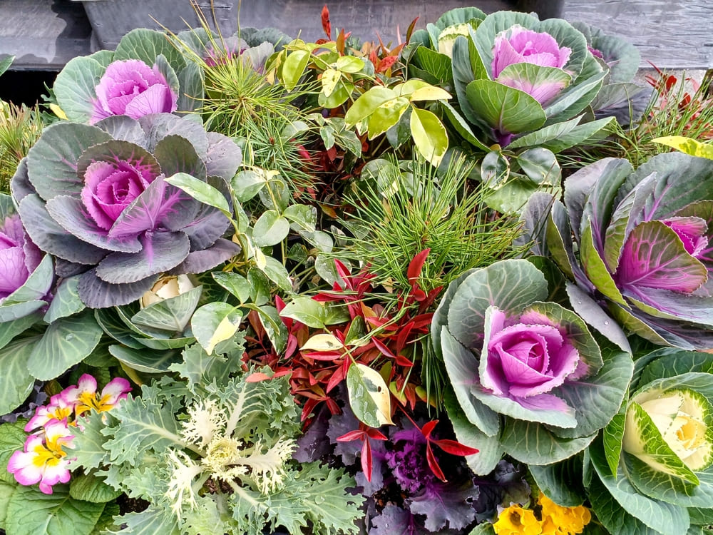 お正月の寄せ植え