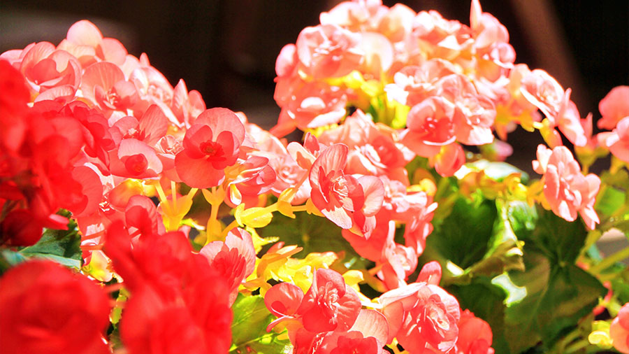 リーガスベゴニア