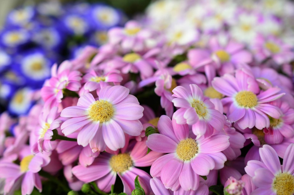 サイネリア（シネラリア）