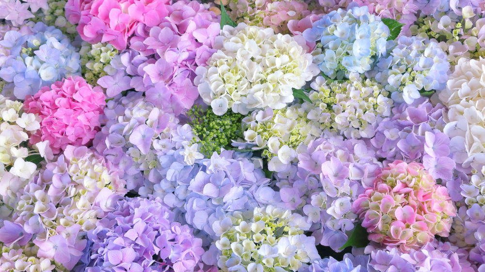 紫陽花